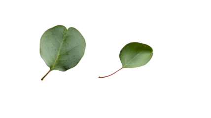 Two eucalyptus leaves, one larger than the other, isolated on a black background.  The muted green tones create a serene image.