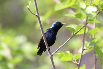 Obraz premium Purple Sunbird on tree