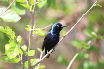 Purple sunbird