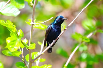 Purple sunbird