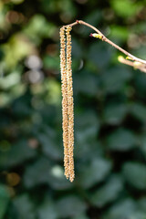 Hazel tree with mature male catkins of hazel , Corylus avellana, releasing pollen in spring