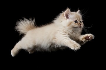 Adorable Cream Silver Tabby Point Ragdoll Kitten Soaring Through the Air Playfully