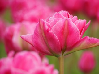 Fototapeta premium 新潟県産チューリップ 越爛漫