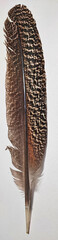 Long Spotted Brown Feather