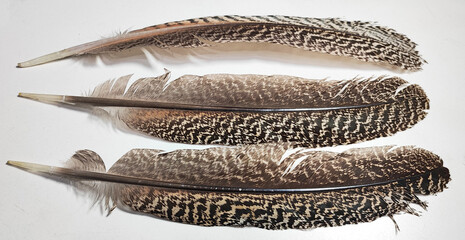 Set of Patterned Brown Feathers