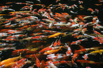 Hundreds of koi fish gather to compete for food.