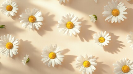 Fototapeta premium Elegant aesthetic chamomile daisy flower pattern with sunlight shadows on a neutral beige background with copy space