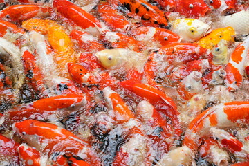 Hundreds of koi fish gather to compete for food.