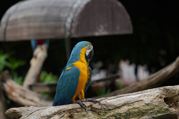 A colorful macaw stands on a branch for easy photography.