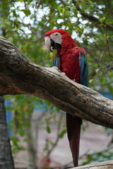 A colorful macaw stands on a branch for easy photography.
