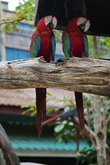 A colorful macaw stands on a branch for easy photography.