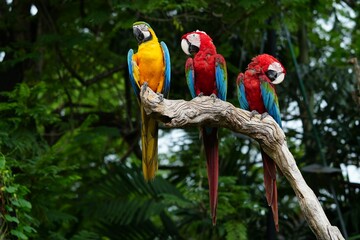 A colorful macaw stands on a branch for easy photography.