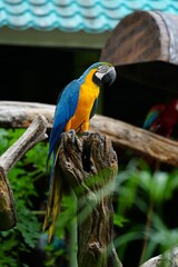 A colorful macaw stands on a branch for easy photography.