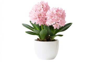Fototapeta premium A clean and bright image of a pink hyacinth flower in a white pot, with the soft hues of the flowers contrasting against the pure white background.