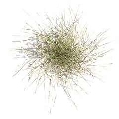 3d illustration of Wild Field Grass isolated on transparent canvas from the top view