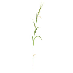 3D rendering of Setaria grass isolated on transparent canvas
