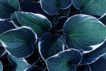 Beautiful Hosta leaves background, dark green blue leaf closeup texture, abstract teal foliage nature pattern, top view scenery, blue monochrome color gradient, lush variegated leaves with white edge