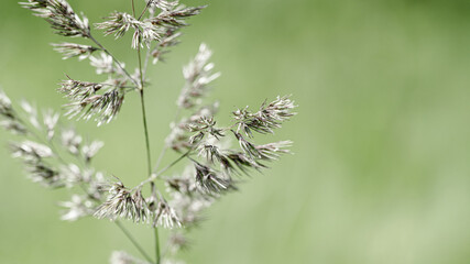 Close up view of green wild grasses growing in meadow at sunlight. Natural, warm, serene atmosphere. Natural beauty banner, Minimal natural textured pattern of summer grass, blur background