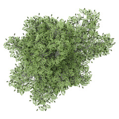 Obraz premium collection of Alder tree with realistic style
