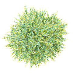 collection of Bush isolated on transparent Canvas from the top view