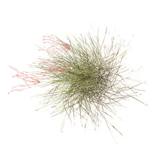 collection of Wild Field Grass isolated on transparent canvas from the top view