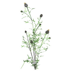 Wild Field Grass isolated on transparent canvas