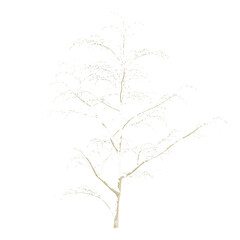 winter snowy tree  isolated on transparent Canvas