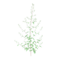 3d illustration of Artemisia vulgaris isolated on transparent Canvas