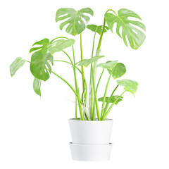 3d illustration of Swiss cheese plant in pot isolated on transparent canvas