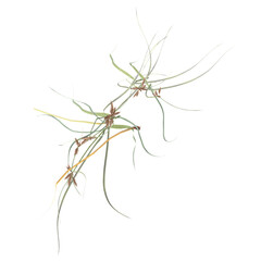 3d illustration of wild grass isolated on transparent Canvas from top view