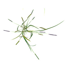 3D rendering of green wild grass isolated on transparent canvas from top view