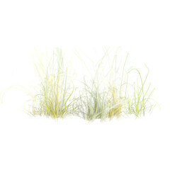 Obraz premium Beautiful shape of green wild grass isolated on transparent Canvas