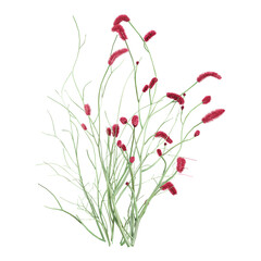 Green beautiful Sanguisorba officinalis plants isolated on Canvas