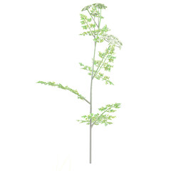 hervil isolated on transparent Canvas