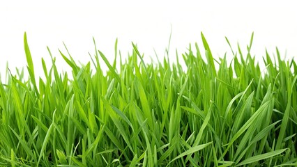 Obraz premium Summer Green Grass Seamless Texture Background, Lush Meadow, Nature Wallpaper, High Resolution, Double Exposure Photography