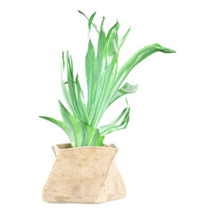 3d illustration of Staghorn Fern isolated on transparent canvas