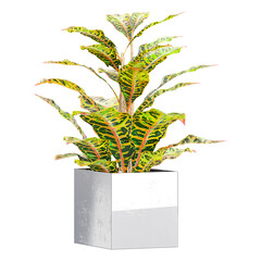 3D rendering of Crotons plant isolated on transparent canvas © Fouzia