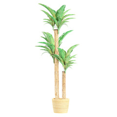 3D rendering of Dracaena fragrans isolated on transparent canvas