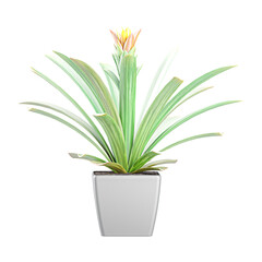 3D rendering of Screwpine  tree in planter isolated on transparent canvas