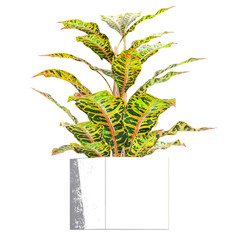 collection of Crotons plant in planter with realistic style © Fouzia