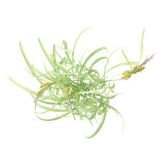 collection of green grass with realistic style from top view