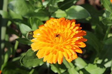 Ruddles, Calendula or Mary's gold beautiful yellow flowers