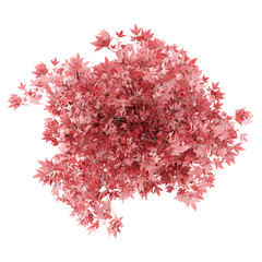 collection of Japanese Maple Tree in pot with realistic style from top view