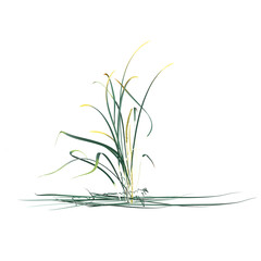 collection of wild grass isolated on transparent Canvas