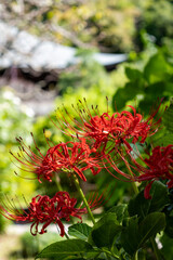 鎌倉2409Y　瑞泉寺4　曼珠沙華