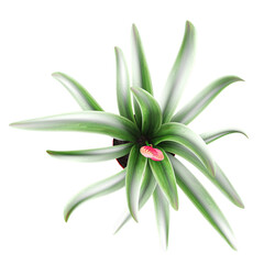 Green beautiful Carlina acaulis plant isolated on Canvas from top view