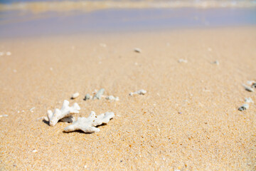 Corals on the sand on the seashore. Seascape background, sandy shore with corals and shells.