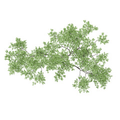 Top view of Fraxinus lanuginosa plant isolated on transparent canvas