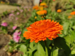 Ruddles, Calendula or Mary's gold beautiful yellow flowers