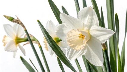Obraz premium Urban Decay Daffodils: Actaea Narcissus in Abandoned Cityscape